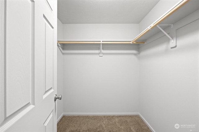 walk in closet with carpet floors