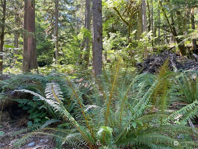 view of local wilderness featuring a wooded view