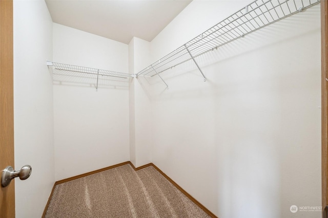 spacious closet featuring carpet flooring