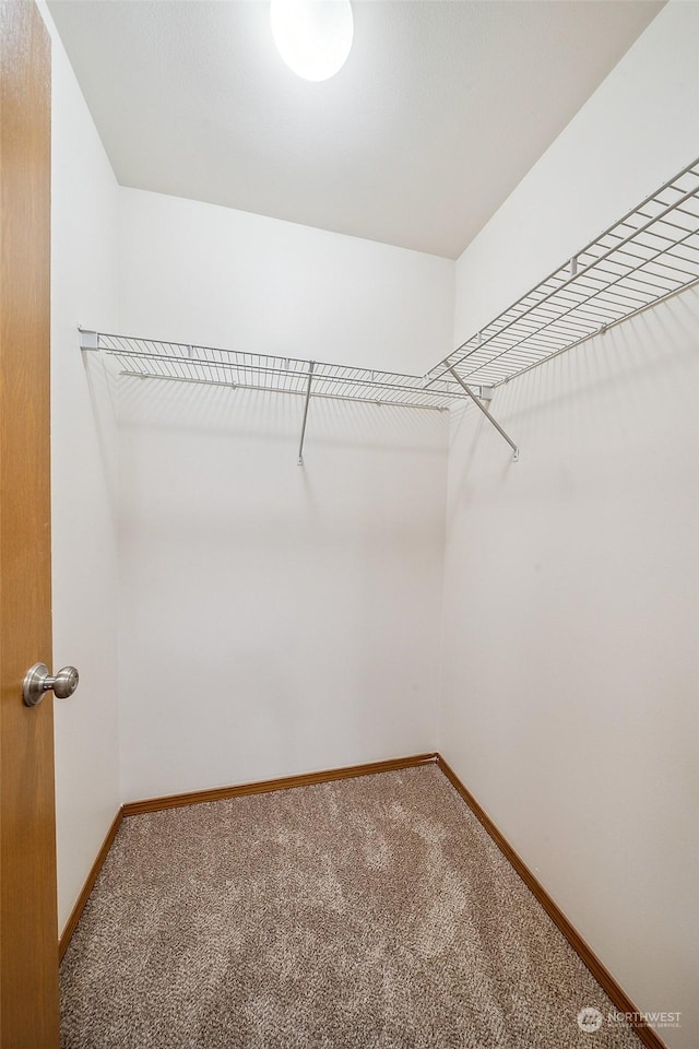 walk in closet featuring carpet flooring