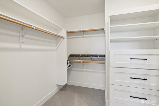 spacious closet featuring carpet floors