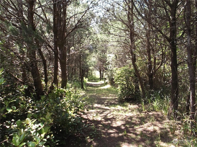 view of local wilderness