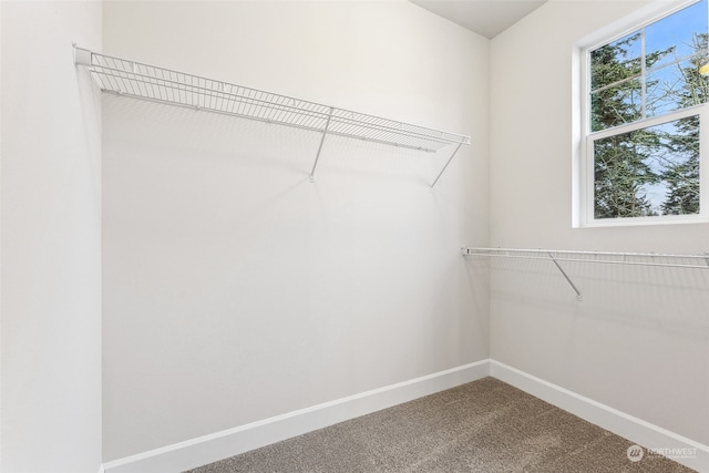 walk in closet with carpet floors