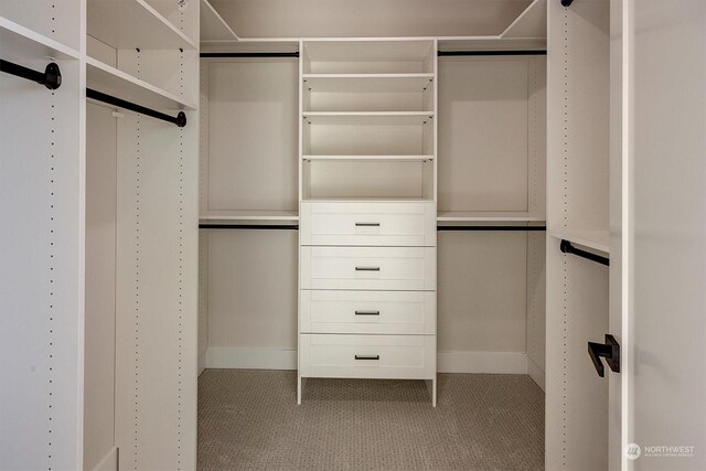 spacious closet featuring carpet flooring