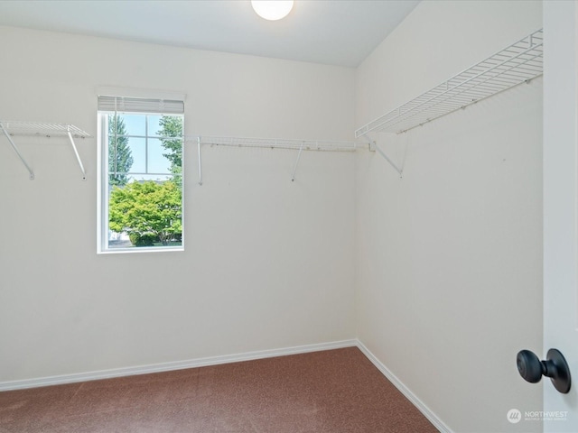 spacious closet featuring carpet