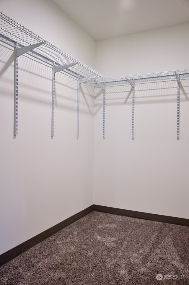 walk in closet with carpet