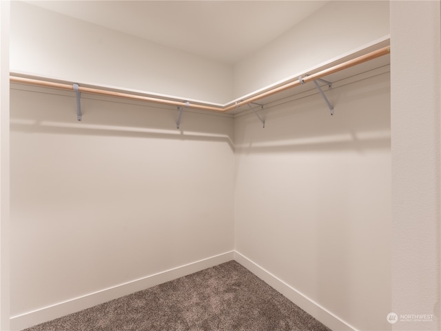 spacious closet featuring carpet flooring