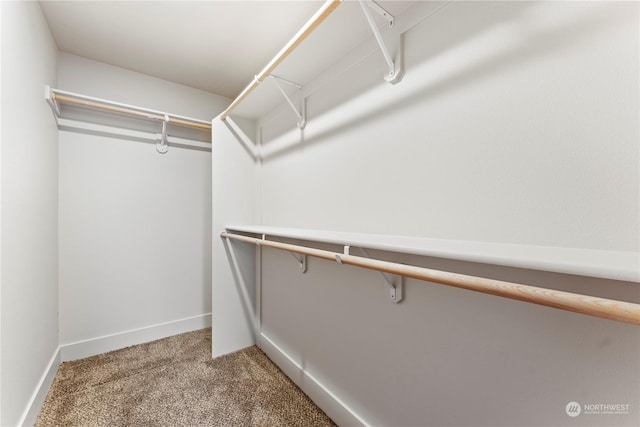 spacious closet featuring carpet