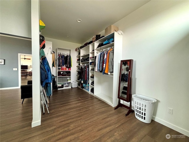 spacious closet featuring dark hardwood / wood-style flooring