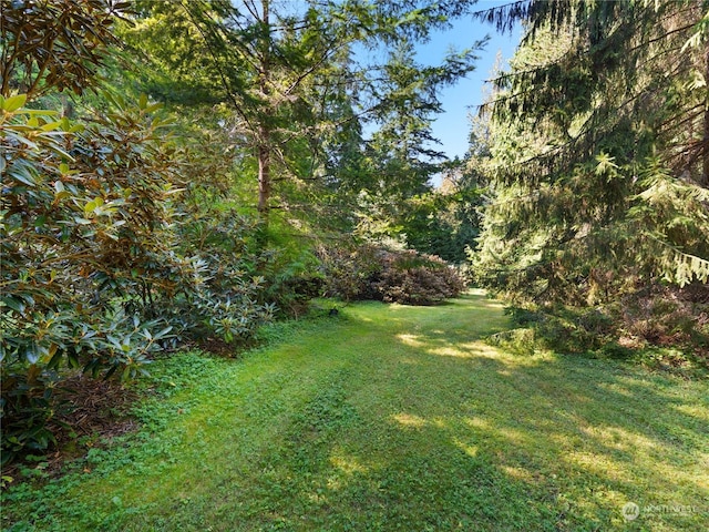 view of yard with a view of trees