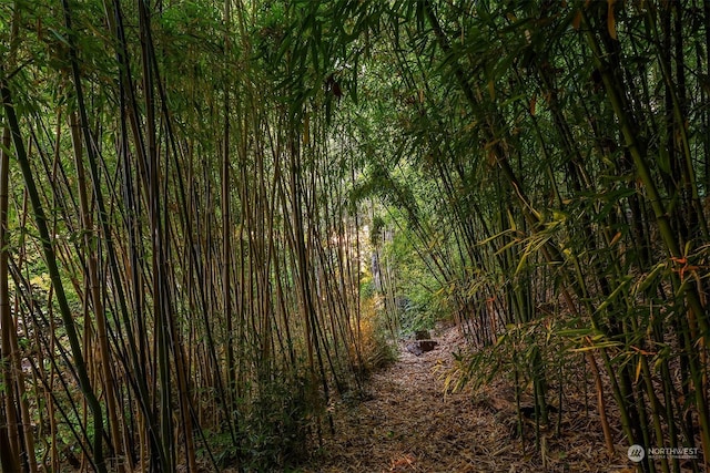 view of local wilderness