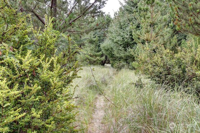 view of local wilderness