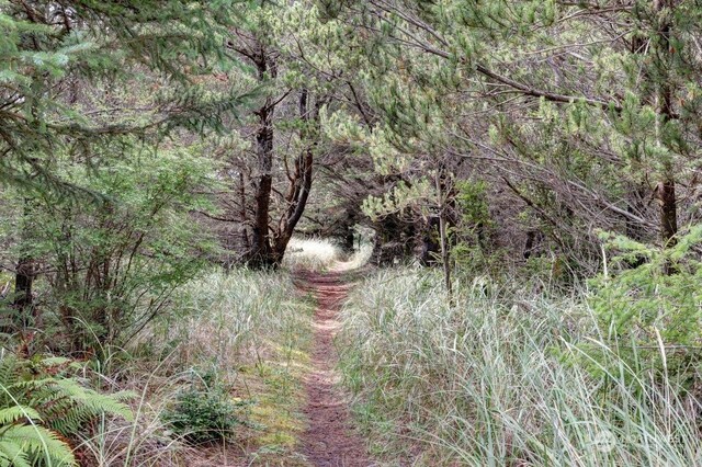 view of local wilderness