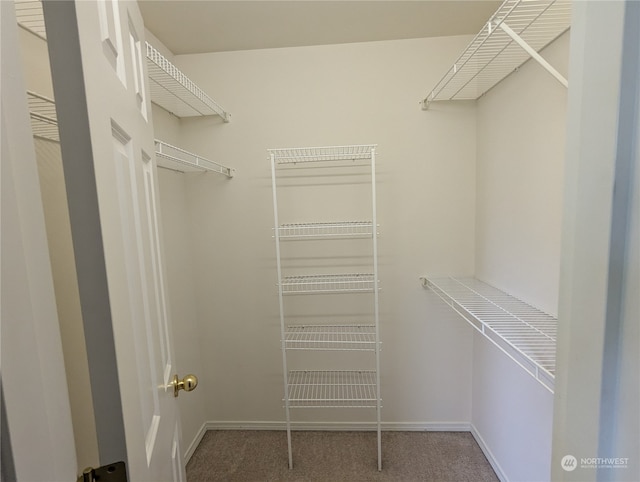 spacious closet featuring carpet