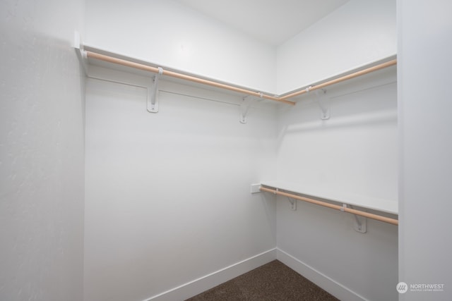 walk in closet featuring carpet floors