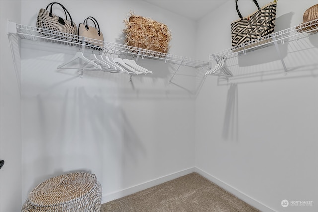 walk in closet with carpet floors