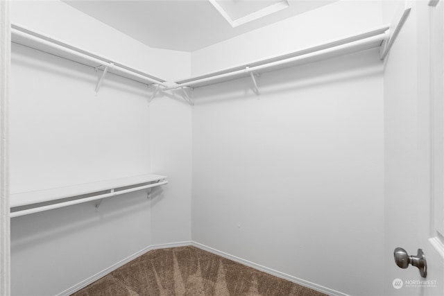 spacious closet featuring carpet