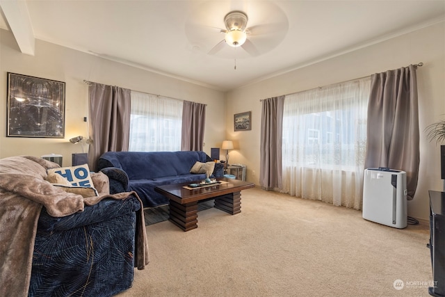 carpeted living room featuring ceiling fan, beamed ceiling, and a wealth of natural light