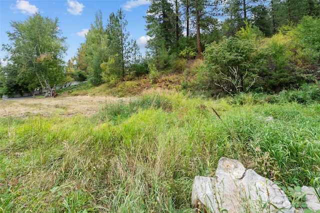 view of local wilderness