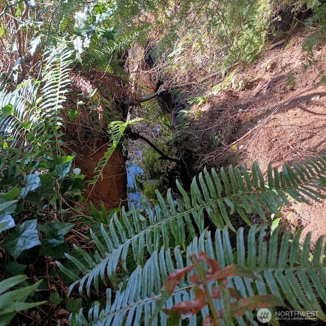 8 Griffard St, Copalis Beach, WA 98535 - view of nature