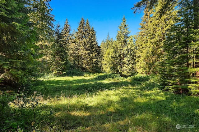 view of local wilderness