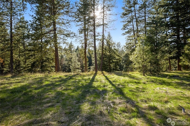 view of local wilderness