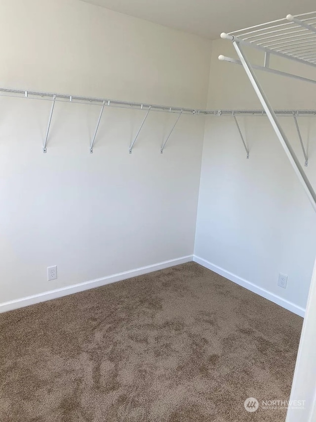 walk in closet featuring carpet