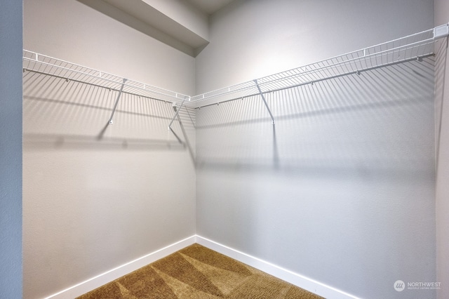 walk in closet featuring carpet