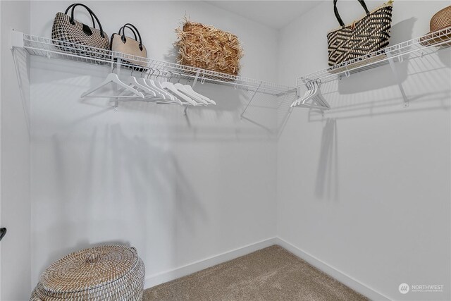 walk in closet with carpet floors