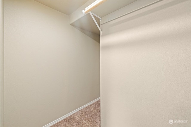 walk in closet with carpet floors