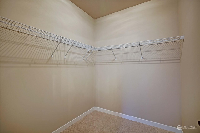 spacious closet featuring carpet floors