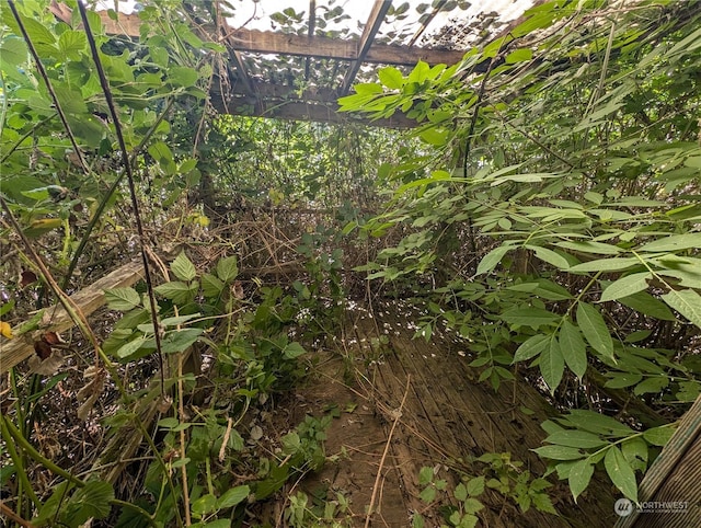 view of local wilderness