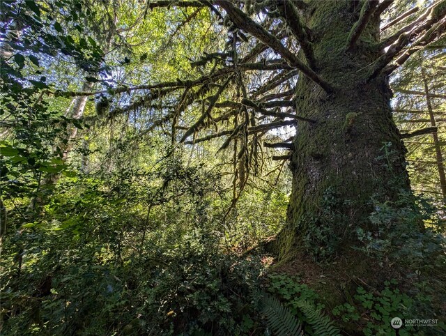 view of local wilderness