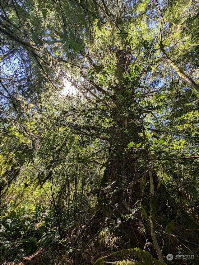 view of local wilderness featuring a wooded view