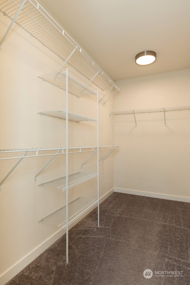 walk in closet with carpet flooring