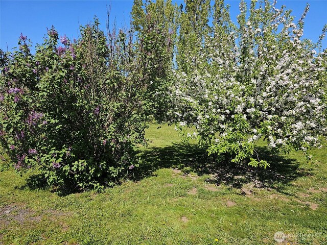 30 Alfredson Rd, Oakville, WA 98568 - photo 39