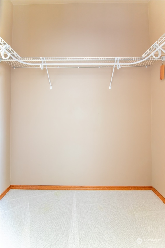 spacious closet featuring carpet floors