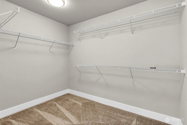 walk in closet featuring carpet flooring