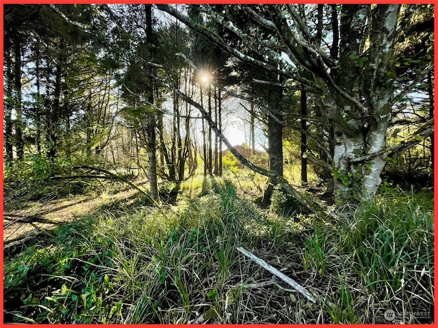 view of local wilderness