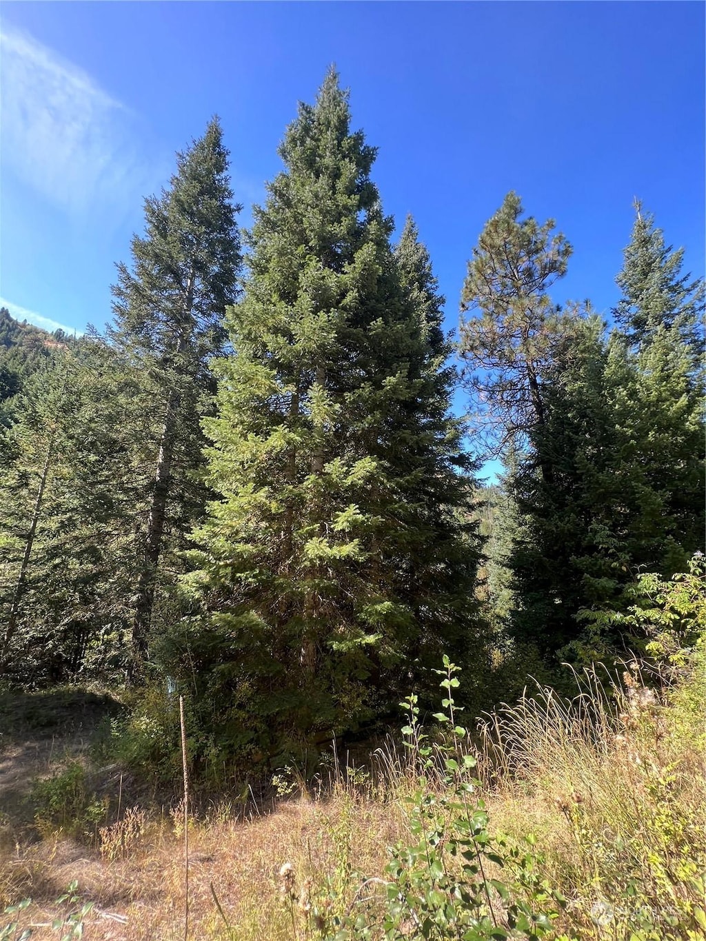 135 Burnt Fork Ln, Dayton, WA 99328 - view of woods
