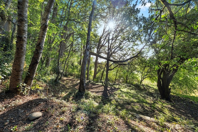 view of local wilderness