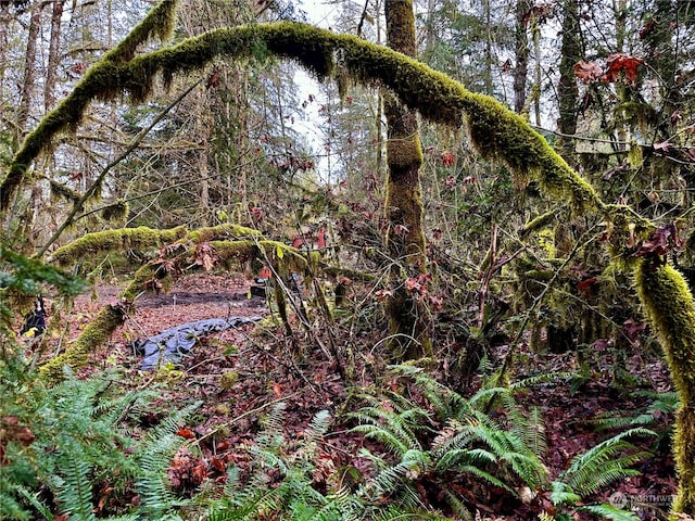 view of local wilderness