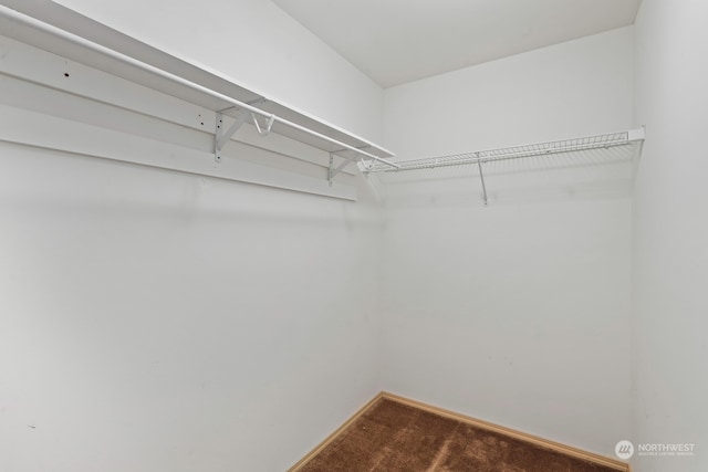 spacious closet featuring carpet