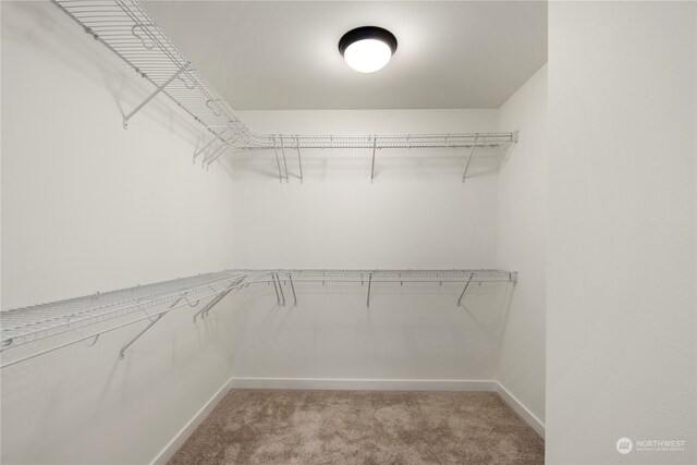 walk in closet with carpet flooring