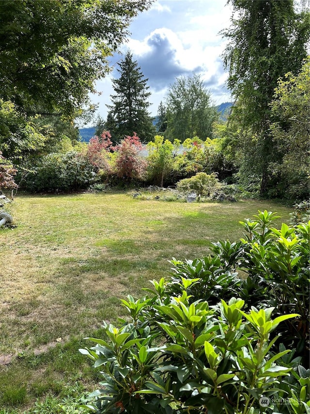 464A Peters Rd, Randle, WA 98377 - view of yard