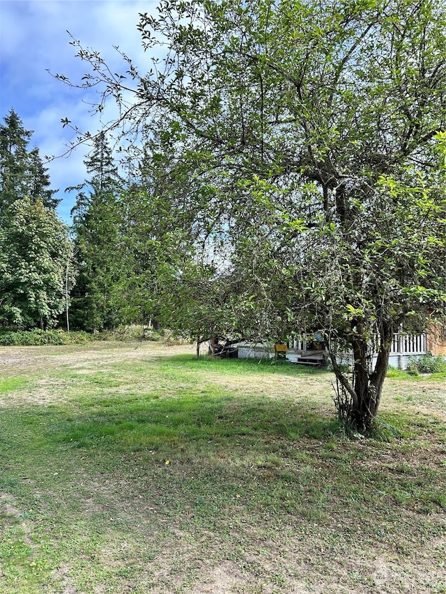 464A Peters Rd, Randle, WA 98377 - view of yard