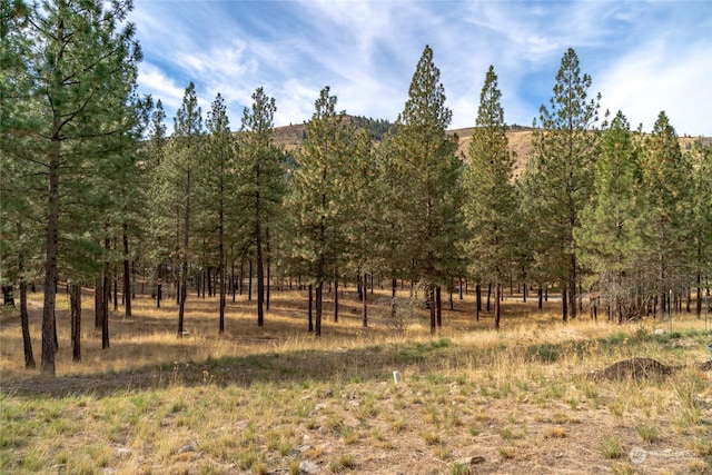 view of local wilderness