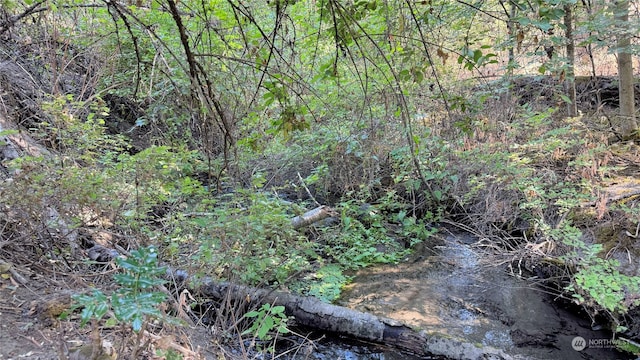 view of local wilderness