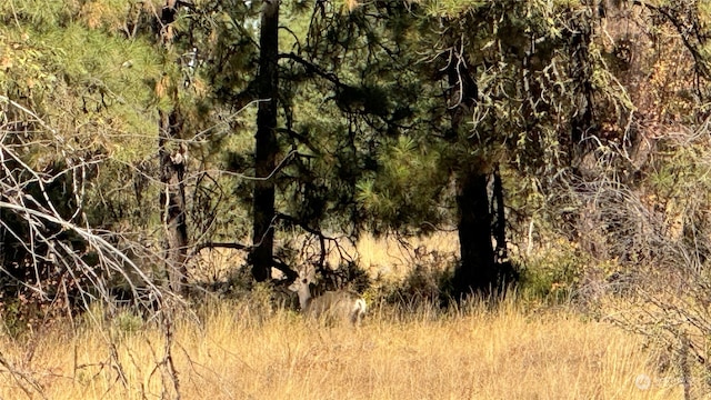 view of local wilderness