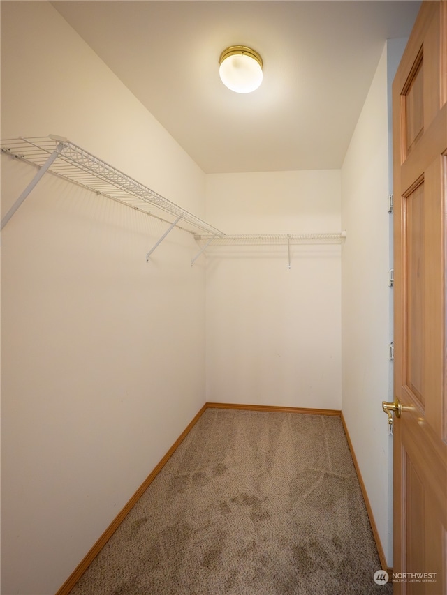 spacious closet featuring carpet floors